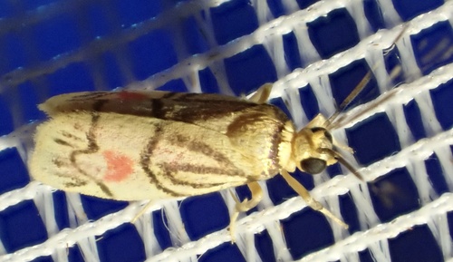 Prepiella auroides