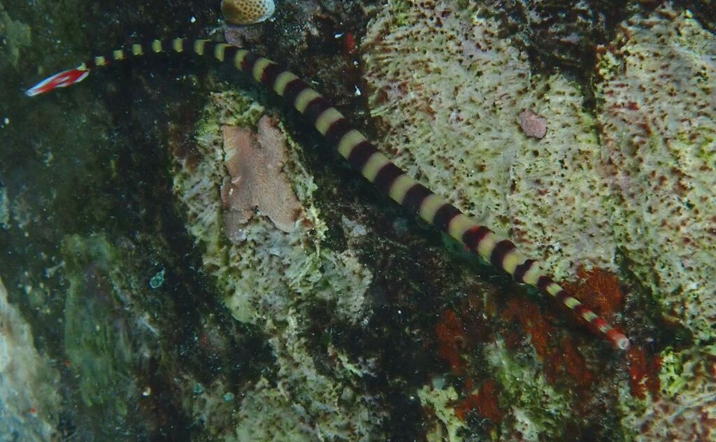 Banded Pipefish (Dunckerocampus dactyliophorus)