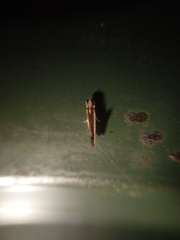 Erechthias chionodira