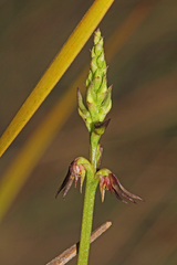 Genoplesium despectans