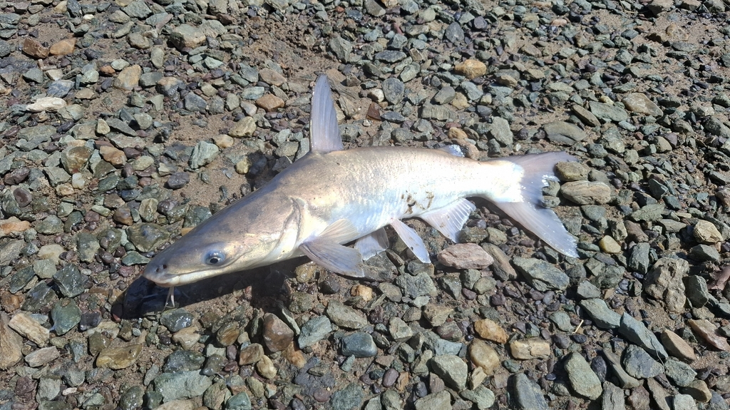 Broadbent's sea catfish (Plicofollis argyropleuron) — Ariidae