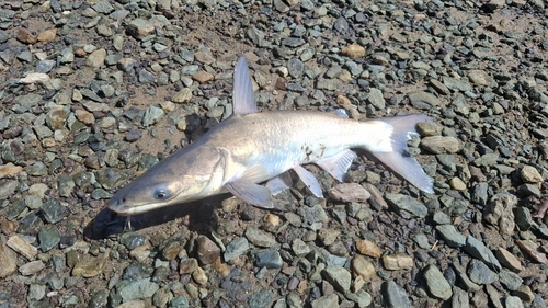 Broadbent's sea catfish (Plicofollis argyropleuron) — Ariidae