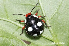 Chinavia erythrocnemis