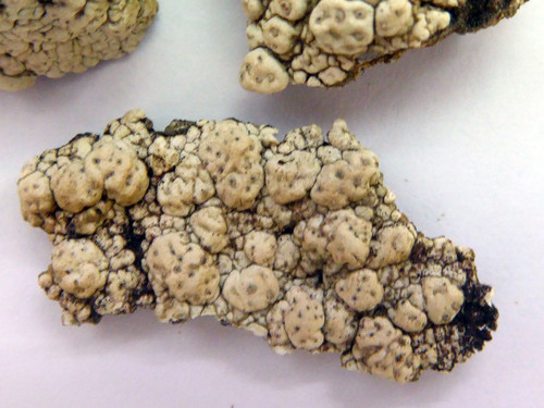 Pertusaria allanii image