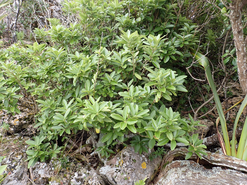 Melicytus chathamicus, photograph 6