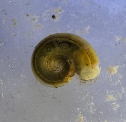 Valvata bicarinata observed 2025-10-23