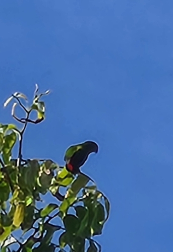 Philippine Hanging Parrot (Loriculus philippensis)