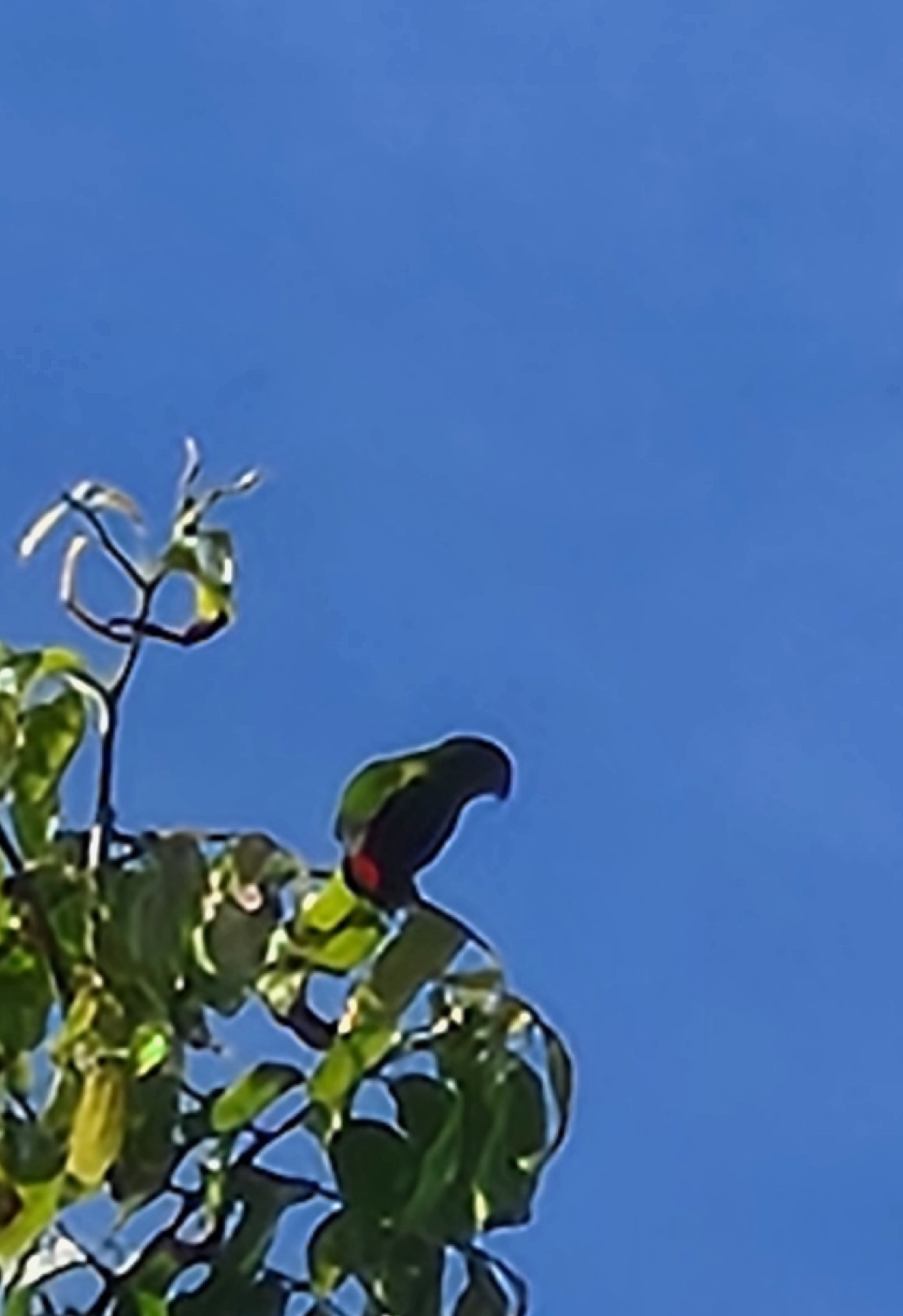 Philippine Hanging Parrot (Loriculus philippensis), photo 1