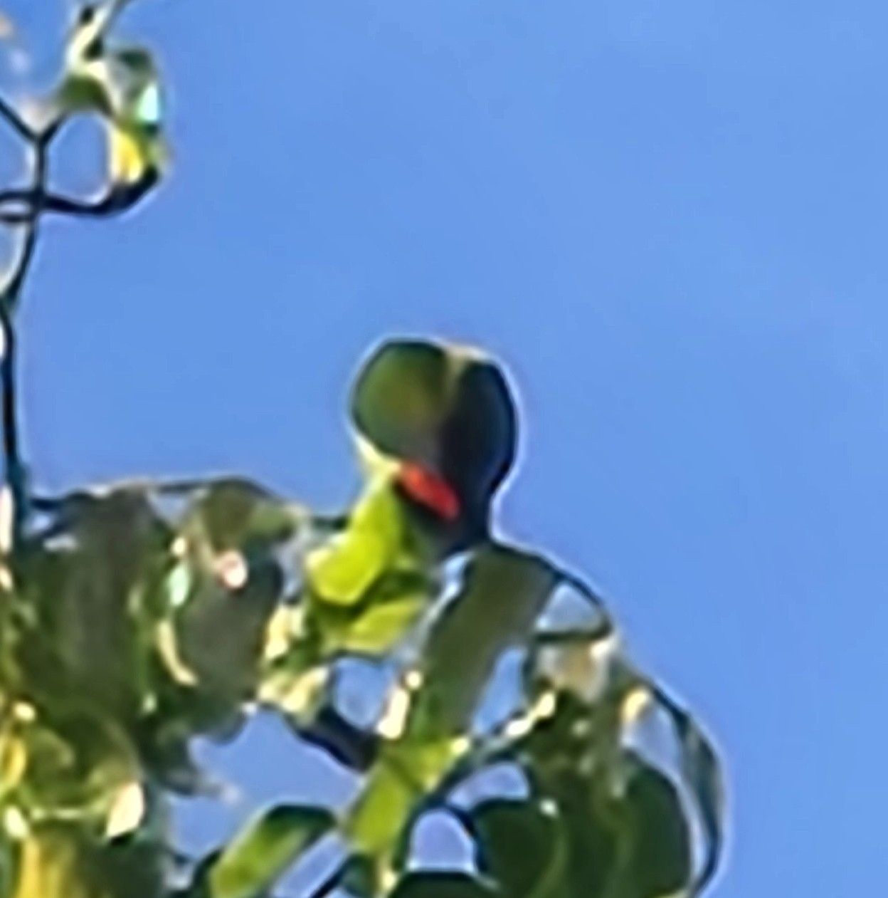 Philippine Hanging Parrot (Loriculus philippensis), photo 2