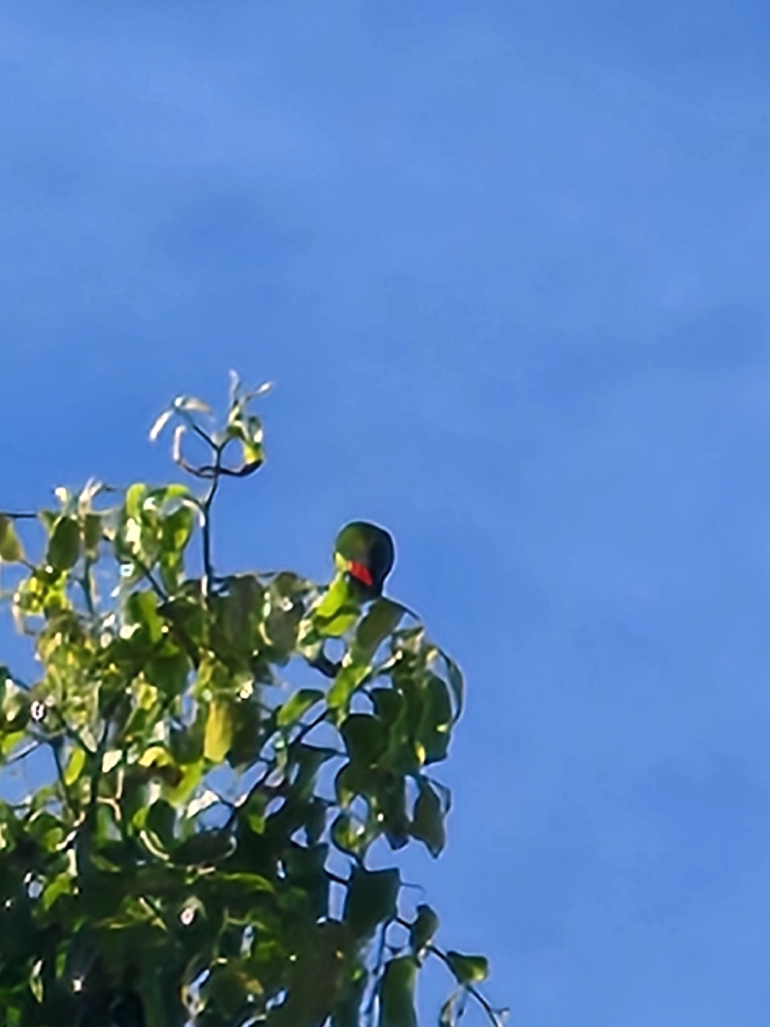 Philippine Hanging Parrot (Loriculus philippensis), photo 9