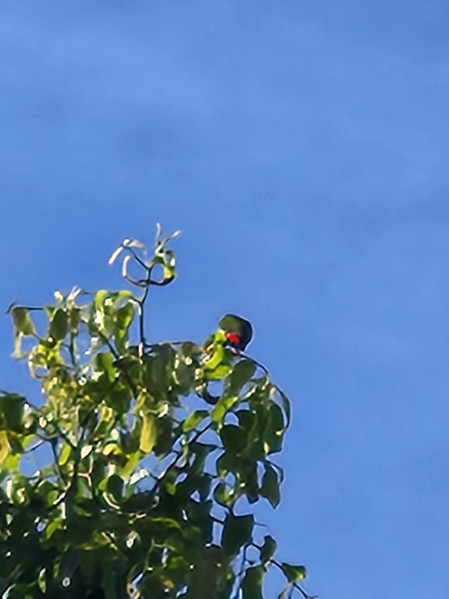 Philippine Hanging Parrot (Loriculus philippensis), photo 10