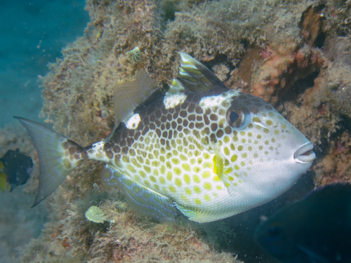 Flat-nailed triggerfish (Abalistes stellatus) — Balistidae