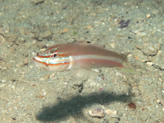Allen's Goby photo 2