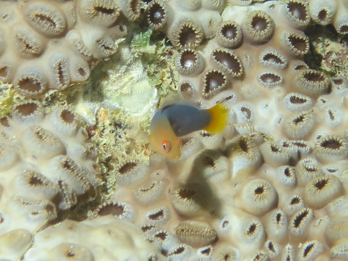 Firetail dottyback (Pseudochromis flammicauda) — Pseudochromidae — 5