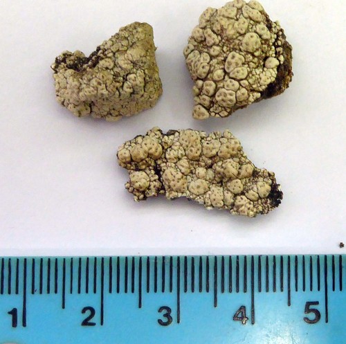 Pertusaria allanii image