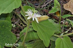 Passiflora urnifolia