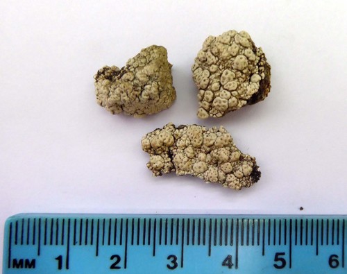 Pertusaria allanii image