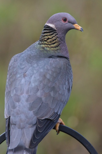 Band-tailed Pigeon (Patagioenas fasciata), photo 8