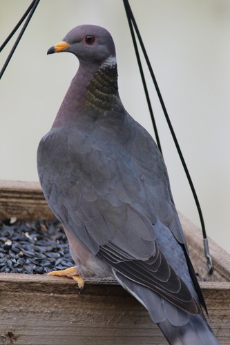 Band-tailed Pigeon (Patagioenas fasciata), photo 9