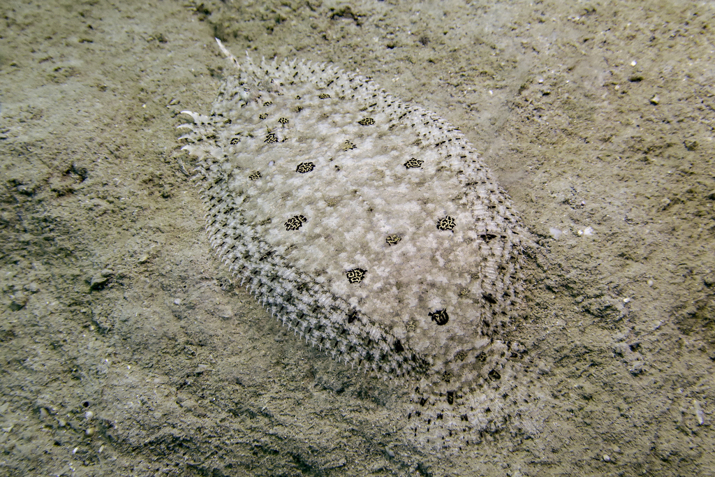 Cocos Island Flounder