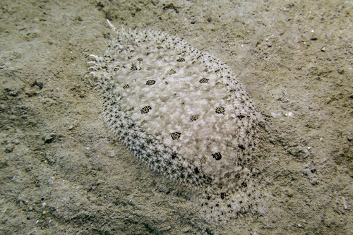 Asterorhombus fijiensis