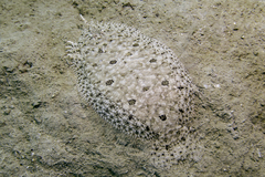 Cocos Island Flounder photo 1