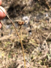 Rhynchospora elliottii