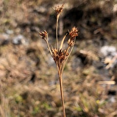 Rhynchospora elliottii