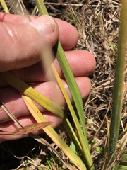 Rhynchospora elliottii