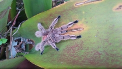 Pachistopelma rufonigrum