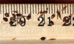 Rhynchospora elliottii