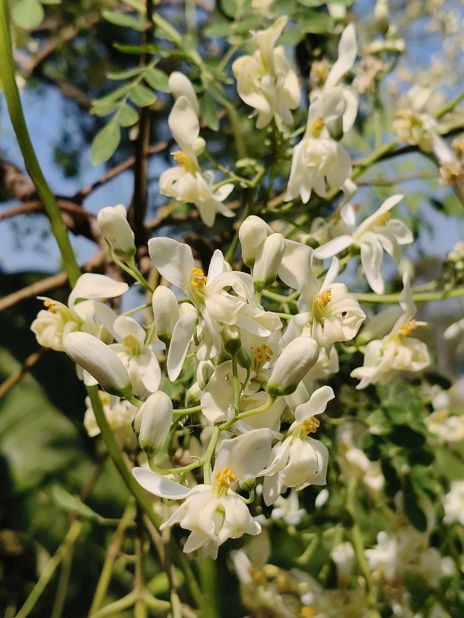 Imagem de Moringa