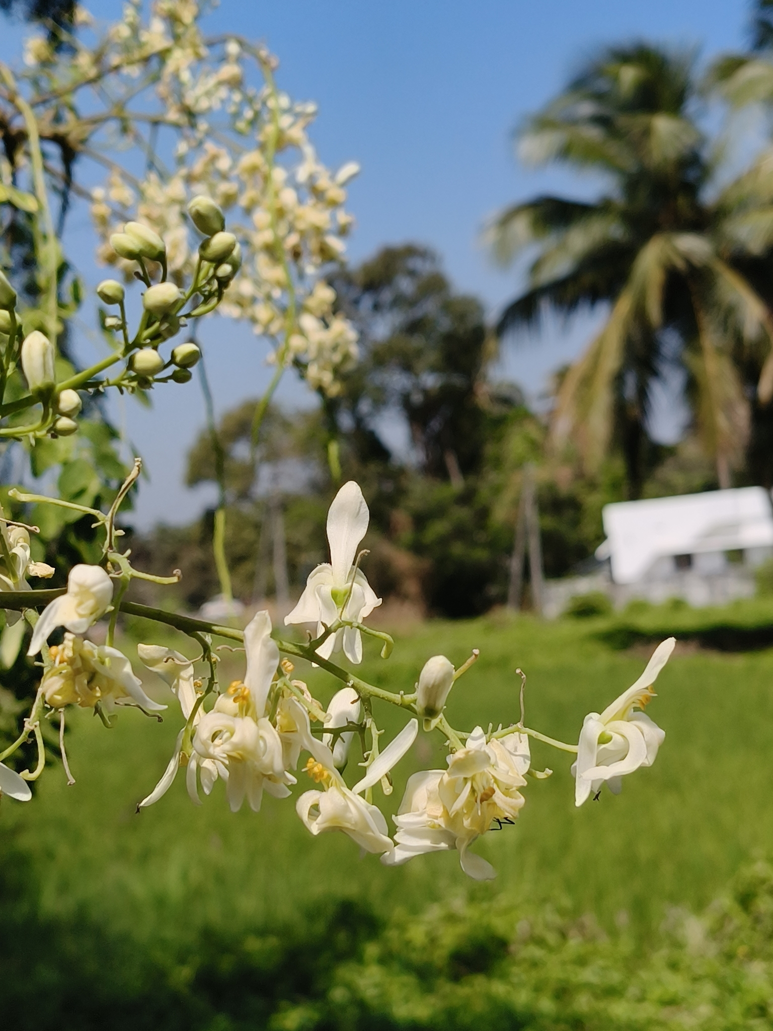 Imagem de Moringa