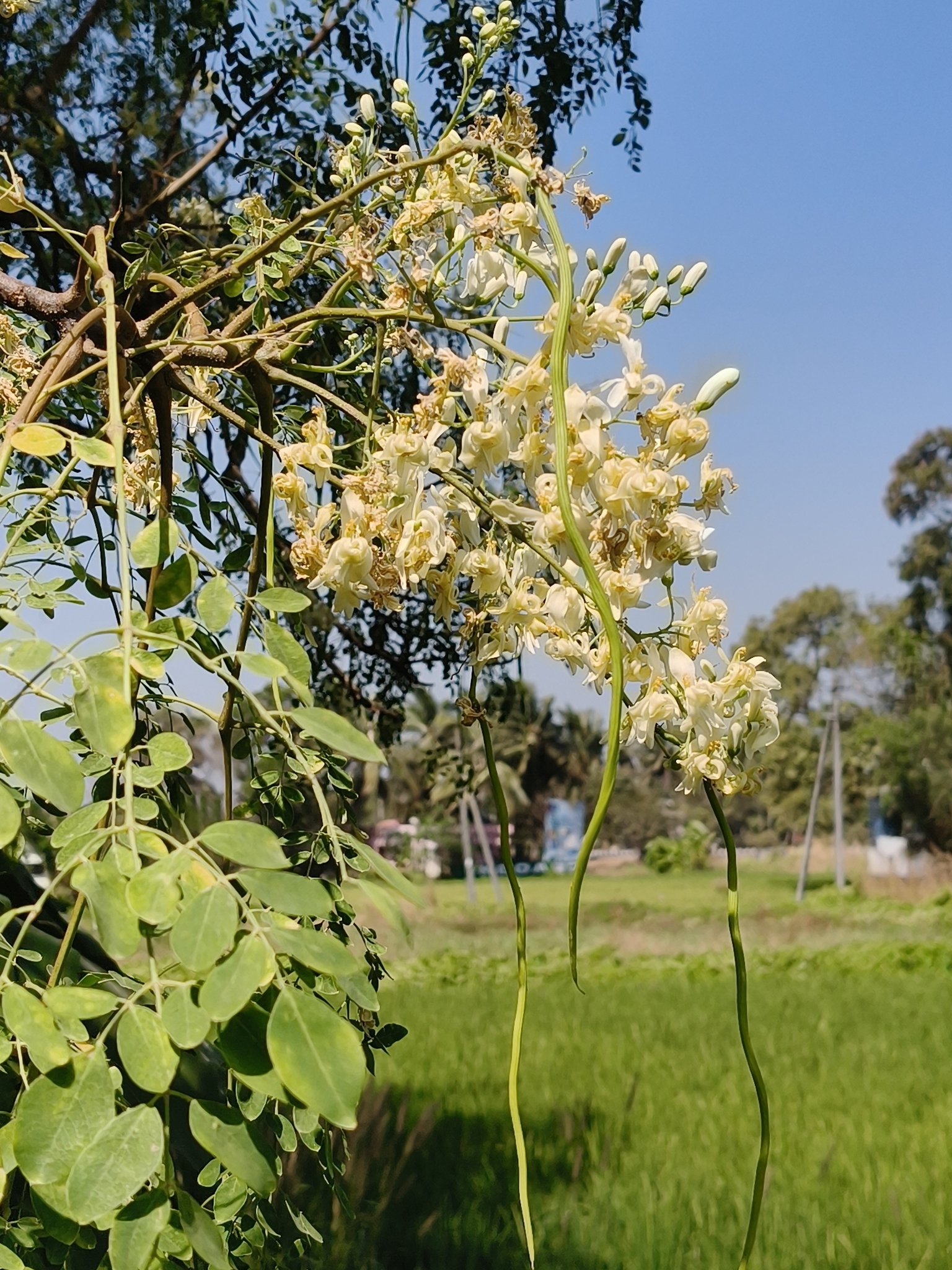 Imagem de Moringa