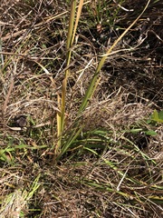 Rhynchospora elliottii