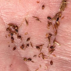 Rhynchospora elliottii