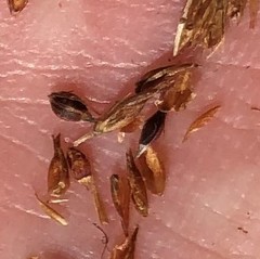 Rhynchospora elliottii