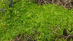Epilobium pedunculare