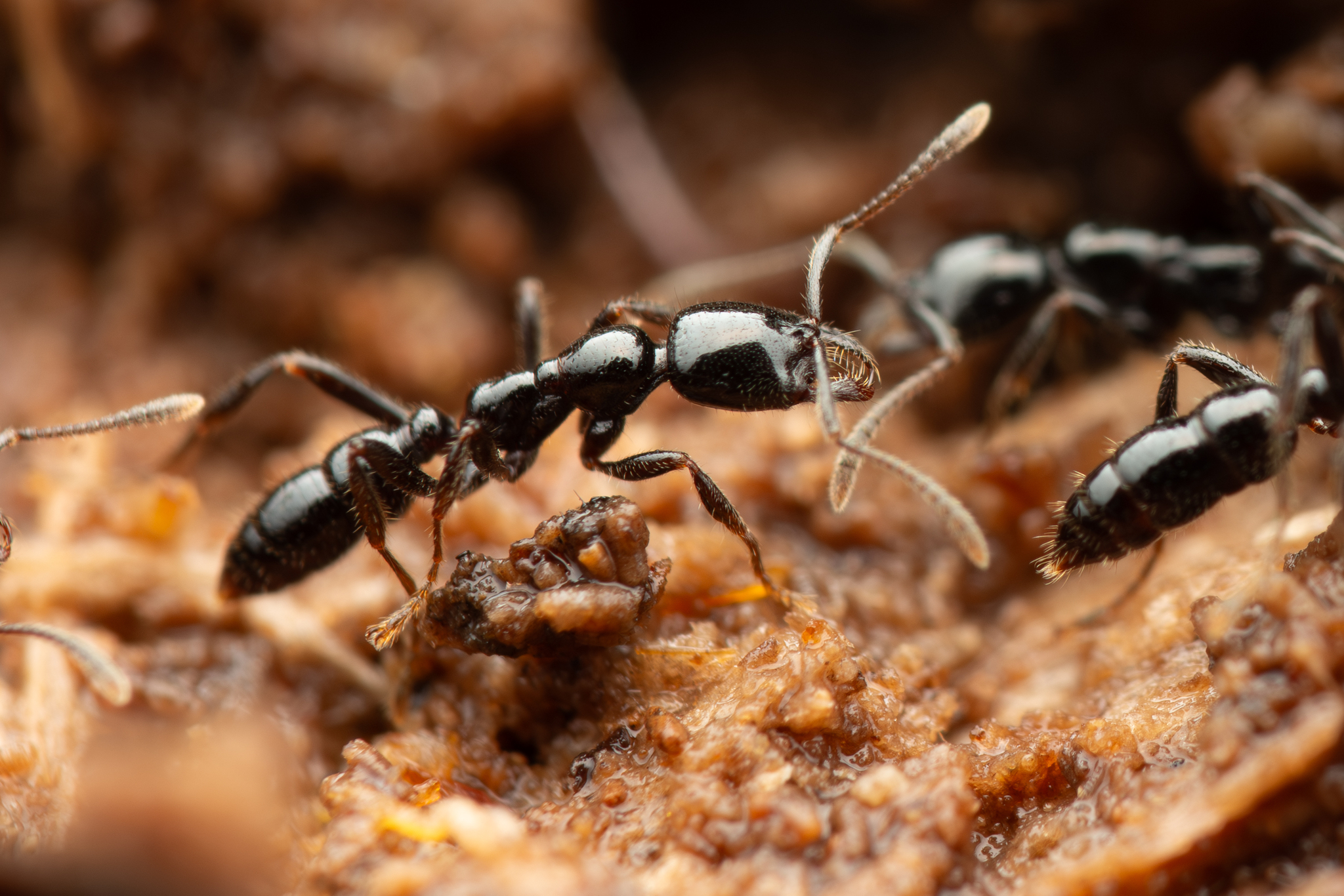 Onychomyrmex hedleyi