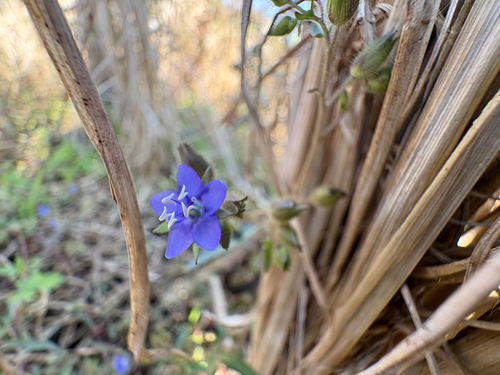 Hydrolea zeylanica, photograph 5