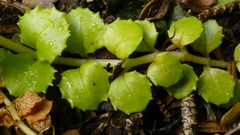Epilobium pedunculare