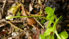 Epilobium pedunculare