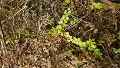 Epilobium pedunculare