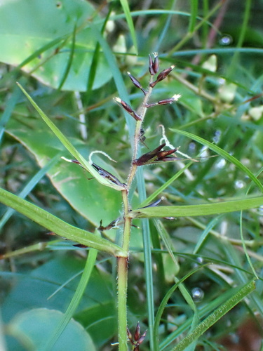 Razor-Grass (Scleria secans)