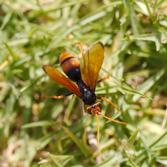 Cryptocheilus australis