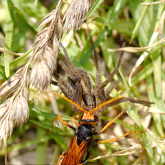 Cryptocheilus australis