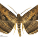 Brown Evening Moth - Photo (c) Landcare Research New Zealand Ltd., some rights reserved (CC BY)