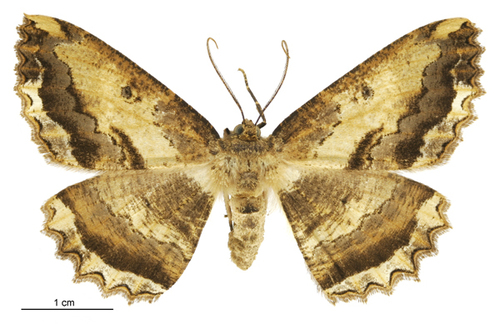 Brown evening moth photo 3