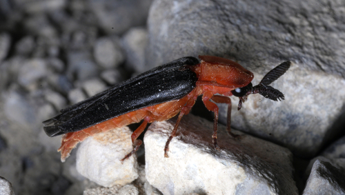 Pleotomus nigripennis