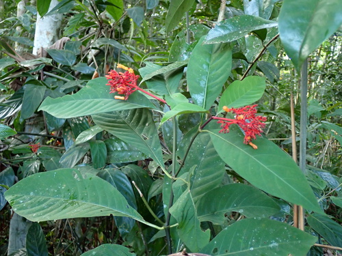 Cachimbo (Palicourea crocea)